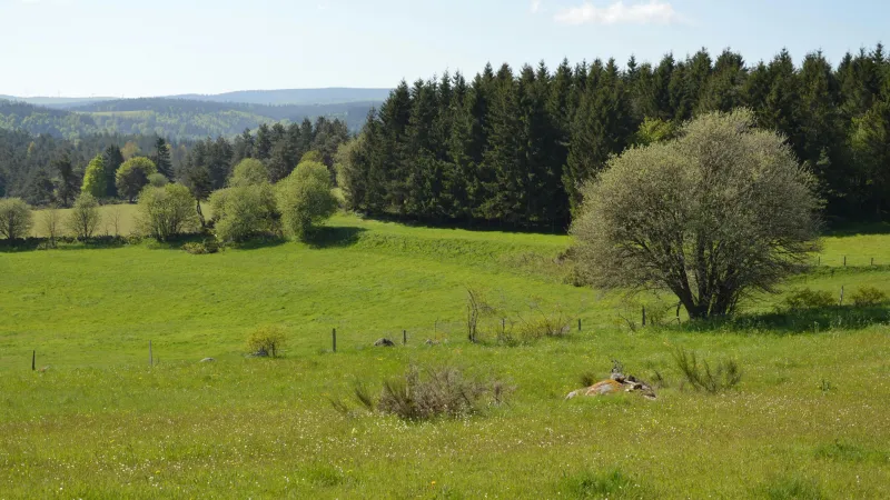 Kapellenfest in Diesenbach