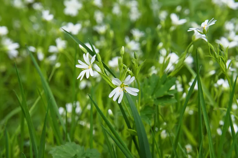 Wildkräuterführung auf dem Hummelhof
