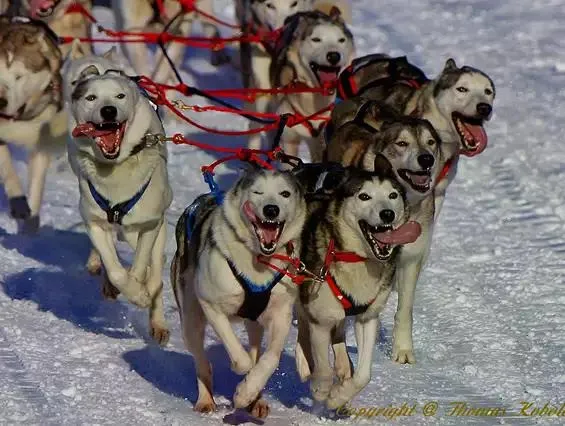 Schlittenhunderennen 2026 in Bad Hindelang - Unterjoch