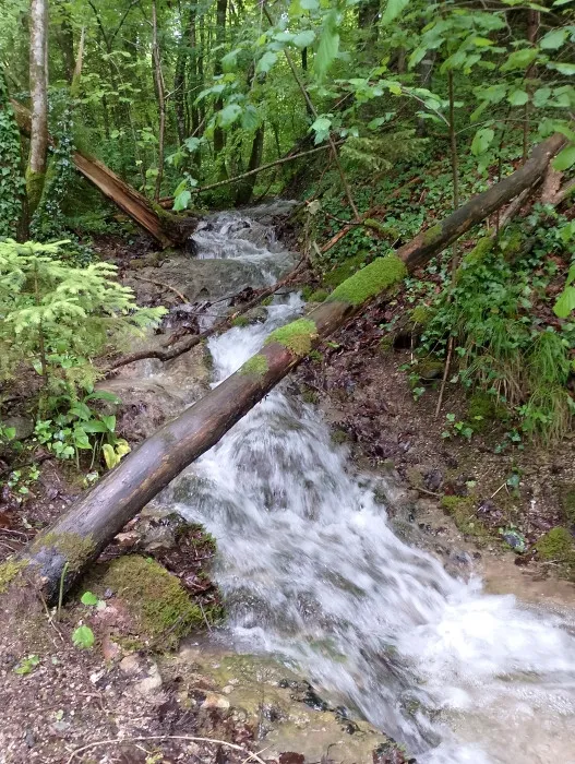Naturführung im Quellgebiet Weissenbronnen bei Wolfegg
