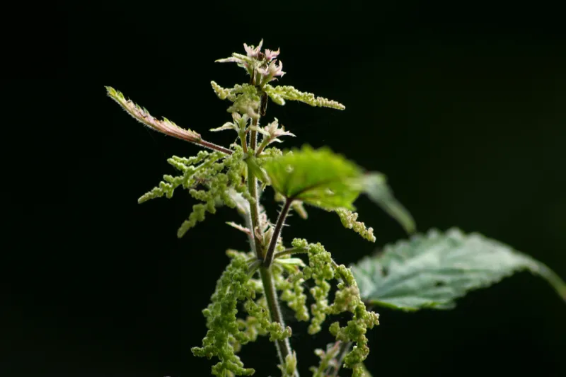 Pflanzen-Frischsaftkuren in Weitnau