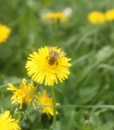 Kräutertage für Erwachsene im Kempten-Museum