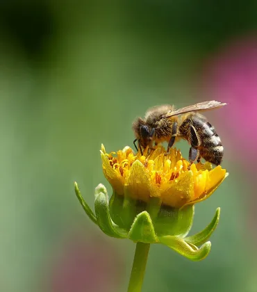 Besuch bei den Bienen in Nesselwang
