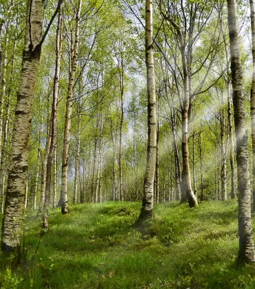 Waldbaden im Kemptener Wald bei Durach