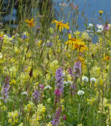 Grundausbildung Feldbotanik am Biberhof Sonthofen