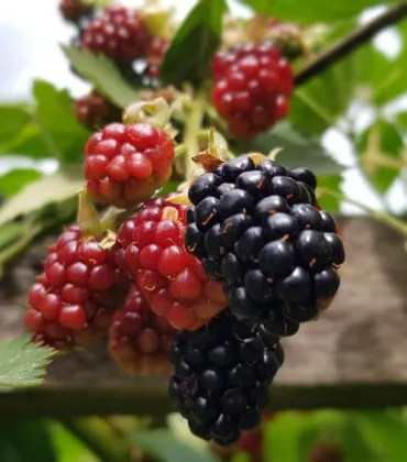 Beerenobst schneiden im Biberhof Sonthofen