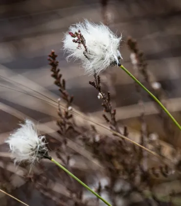 Amphibien und Wollgras im Taufach-Fetzach-Moos
