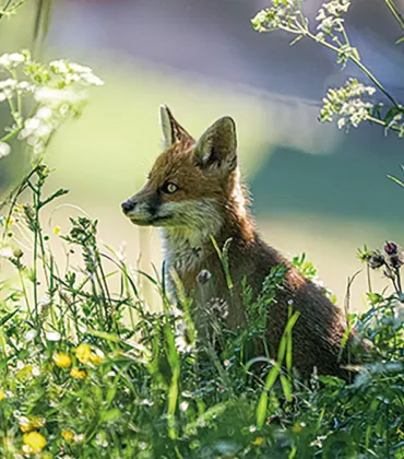 Kinder-Ferienprogramm Spurensuche im Wald bei Nesselwang