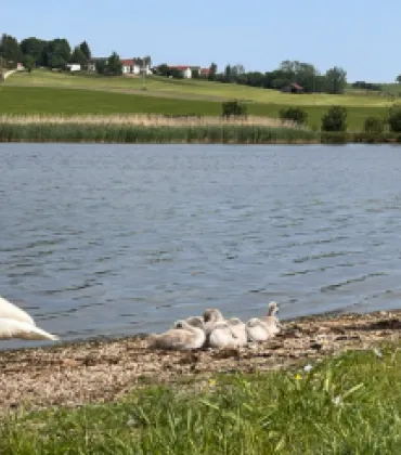 Mizu & Reiki am Sachsenrieder Weiher