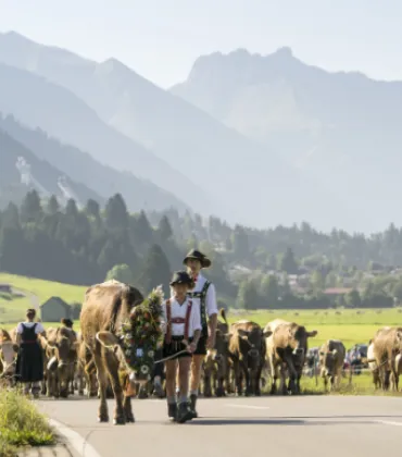 Viehscheid in Oberstdorf