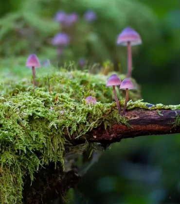 Sprechen & der Natur Zuhören im Königsberger Forst
