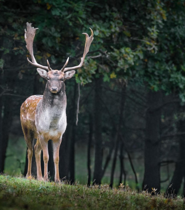 Allgäuer Jäger- und Naturtage mit Herbsthegeschau in Obermaiselstein