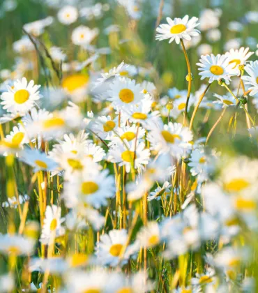 Kräuterwanderung in Weitnau