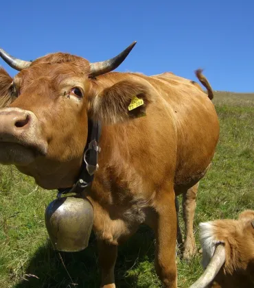 Führung auf dem Bauernhof in Rückholz
