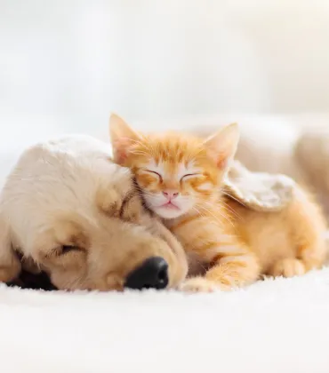 Mit Hund und Katze gesund durch´s Jahr