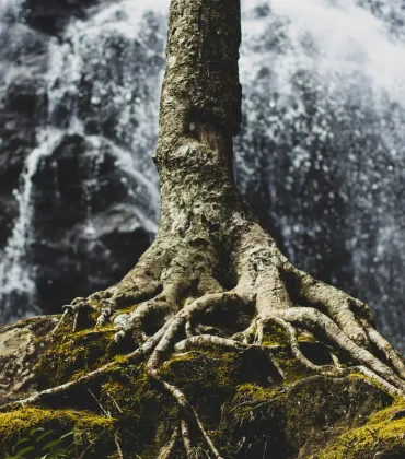 Wurzeln und Weiblichkeit im Blisshof