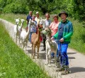 Alpaka-Wanderung in Aitrach
