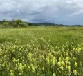 Feuchtwiesenblüte in den Bodenmösern bei Isny