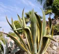 Aloe-vera-Vortrag im Naturheiltreff Kempten