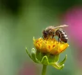 Besuch bei den Bienen in Nesselwang