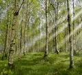 Waldbaden im Kemptener Wald bei Durach