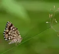 Insektenbestimmung im Biberhof Sonthofen