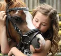 Rent a Pony in Nesselwang