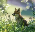 Kinder-Ferienprogramm Spurensuche im Wald bei Nesselwang