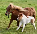 Ponyzeit in Grünenbach