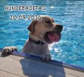 Hundebadetag im Freibad