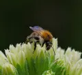 Wildbienen-Fortbildung im Biberhof Sonthofen