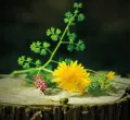 Kinder-Ferienprogramm „Wilde Kräuterfreunde“ in Nesselwa…
