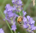 Die fünf Säulen der klassischen Naturheilkunde