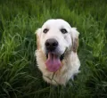 Sommerfest der Zuflucht für Tiere in Kempten