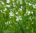 Wildkräuterführung auf dem Hummelhof