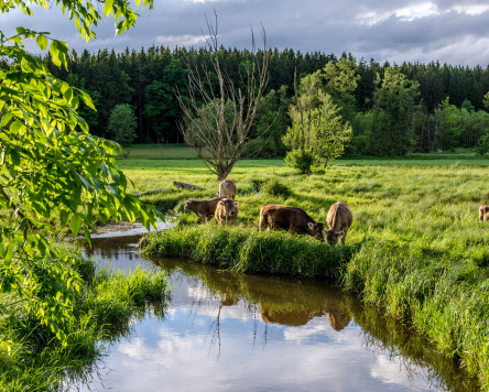 Weide, Wald & Moor in Westerheim – wie die Landschaft unser Klima prägt