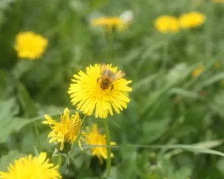 Kräutertage für Erwachsene im Kempten-Museum