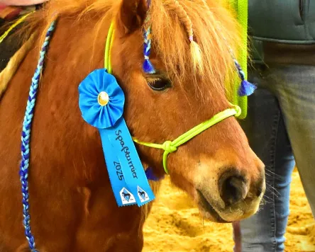 Spaßturnier des Clay Pit Stables bei Altusried