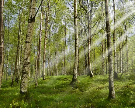 Waldbaden im Kemptener Wald bei Durach
