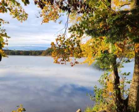 Weiher, Wald und Wild bei Immenried