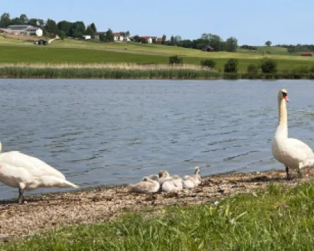 Mizu & Reiki am Sachsenrieder Weiher