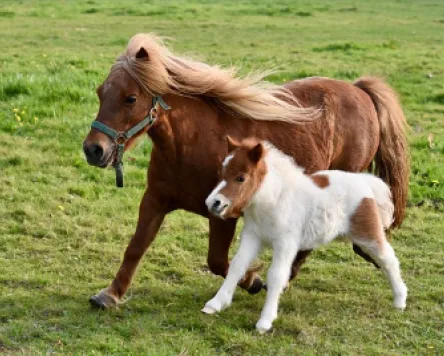 Ponyzeit in Grünenbach