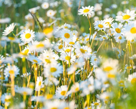 Kräuterwanderung in Weitnau