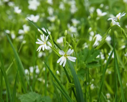 Wildkräuterführung auf dem Hummelhof