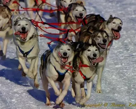 Schlittenhunderennen 2026 in Bad Hindelang - Unterjoch