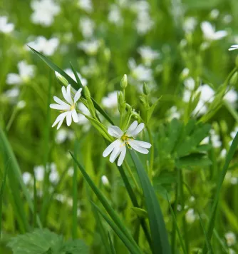 Wildkräuterführung auf dem Hummelhof