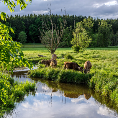 Weide, Wald & Moor in Westerheim – wie die Landschaft unser Klima prägt