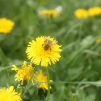 Kräutertage für Erwachsene im Kempten-Museum
