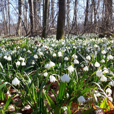 Tour zur Märzenbecherblüte am Karbach mit Naturvielfalt Westallgäu