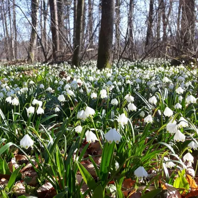 Tour zur Märzenbecherblüte am Karbach in Amtzell